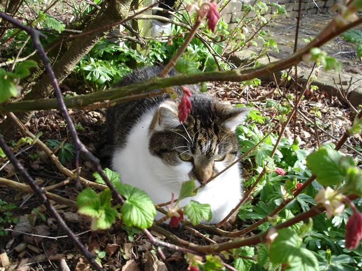 Huskat Brutalis Den Store - mmm lækker forårsdag 16-03-08 billede 10