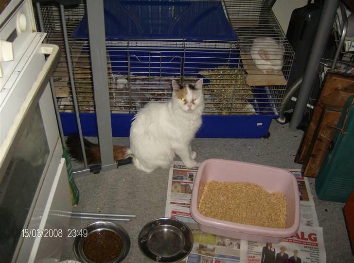 Tyrkisk Van silkyvans bahaya "aye aye - dejlig aye aye 2008 billede 1