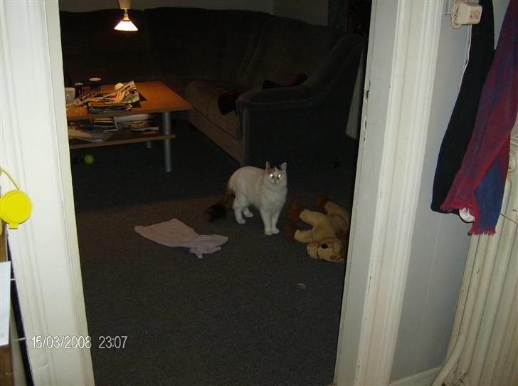 Tyrkisk Van silkyvans bahaya "aye aye - aye aye 2008 billede 2