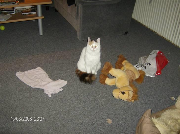 Tyrkisk Van silkyvans bahaya "aye aye - aye aye 2008 billede 3