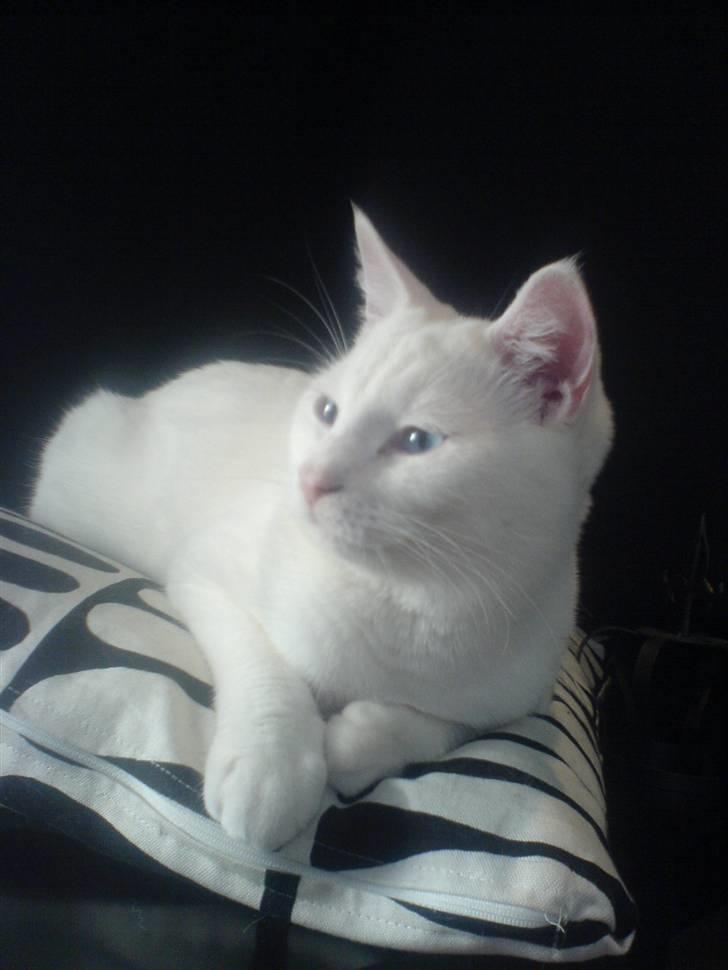 Huskat Lauritz billede 7