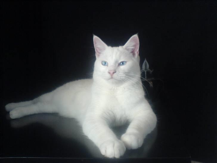 Huskat Lauritz billede 8