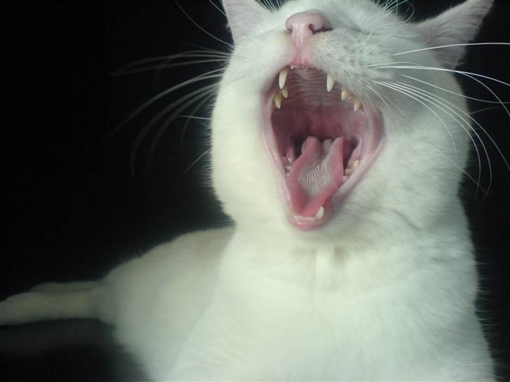 Huskat Lauritz billede 9