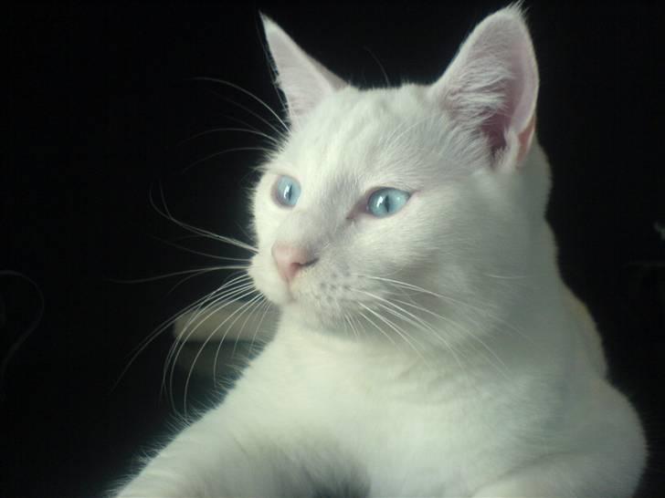 Huskat Lauritz billede 10