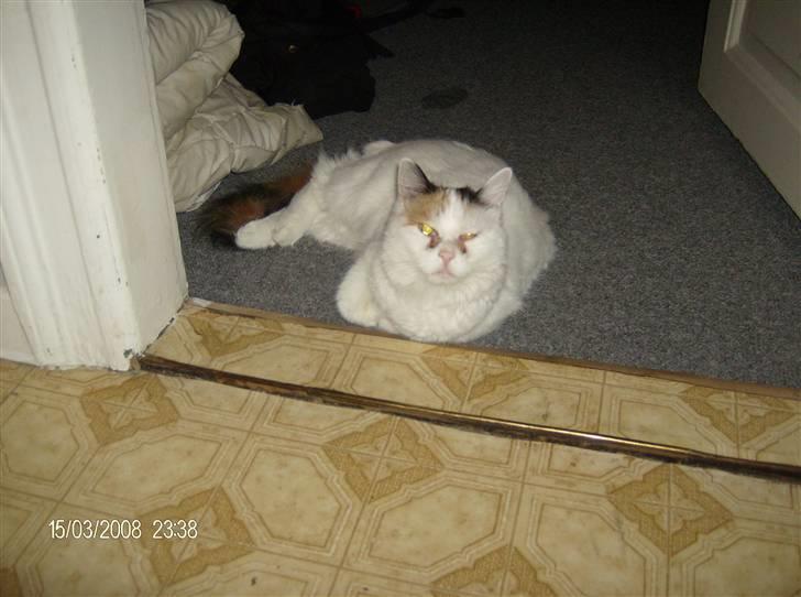 Tyrkisk Van silkyvans bahaya "aye aye - aye aye ligger lige og slappeer lidt af 2008 billede 4