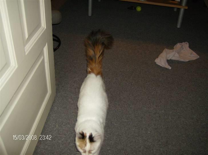 Tyrkisk Van silkyvans bahaya "aye aye - aye aye 2008 billede 5