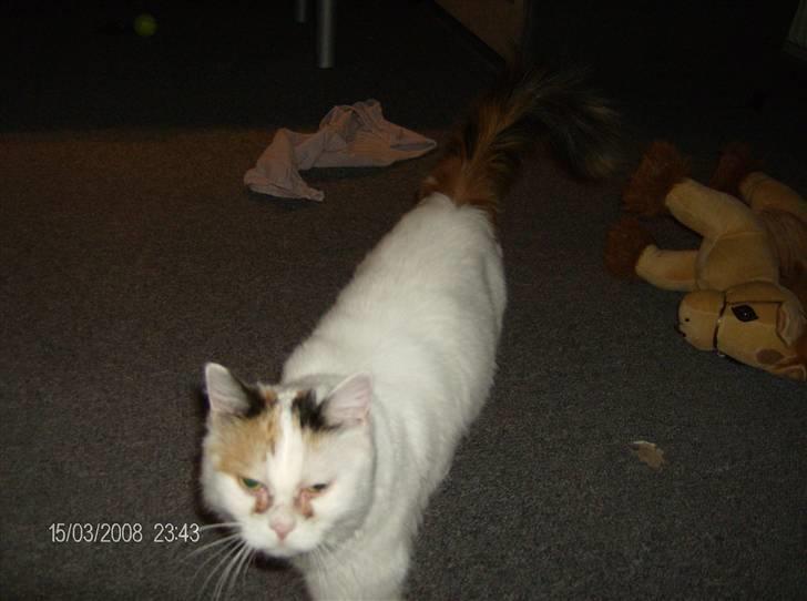 Tyrkisk Van silkyvans bahaya "aye aye - er hun ikke bare dejlig 2008 billede 6