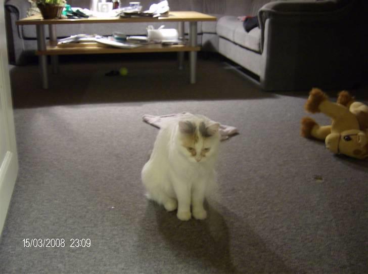 Tyrkisk Van silkyvans bahaya "aye aye - aye aye 2008 billede 7