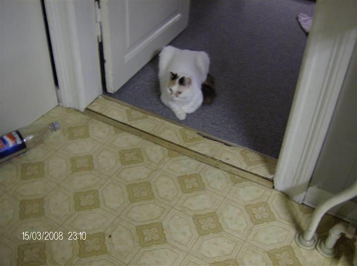 Tyrkisk Van silkyvans bahaya "aye aye - aye aye 2008 billede 8