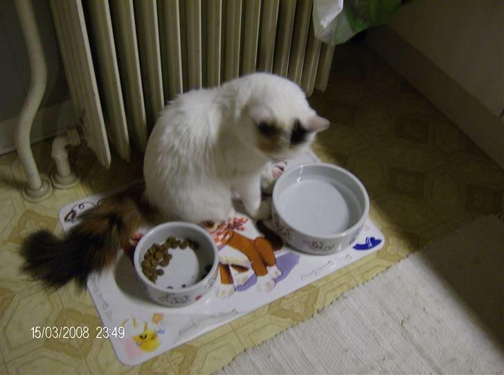 Tyrkisk Van silkyvans bahaya "aye aye - aye aye ser lige efter hvad mila har fået at spise 2008 billede 9