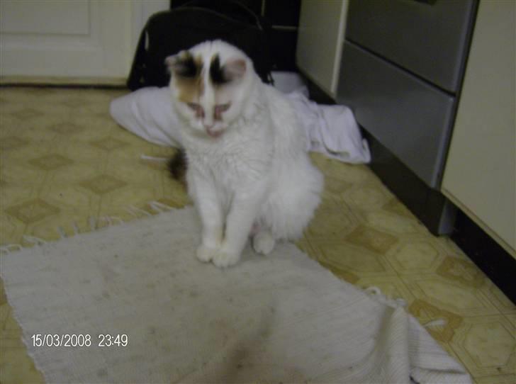 Tyrkisk Van silkyvans bahaya "aye aye - aye aye vil gerne lege 2008 billede 10