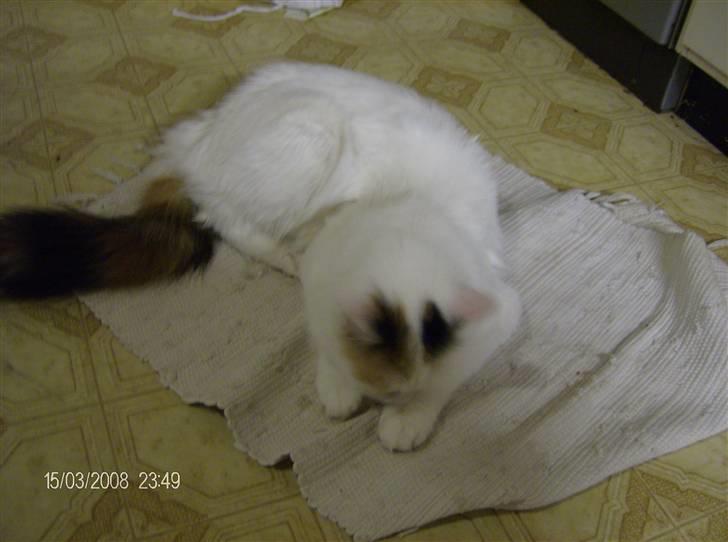 Tyrkisk Van silkyvans bahaya "aye aye - aye aye leger lige lidt med måtten 2008 billede 11