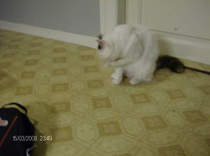 Tyrkisk Van silkyvans bahaya "aye aye - ja man skal vel også vaskes 2008 billede 12