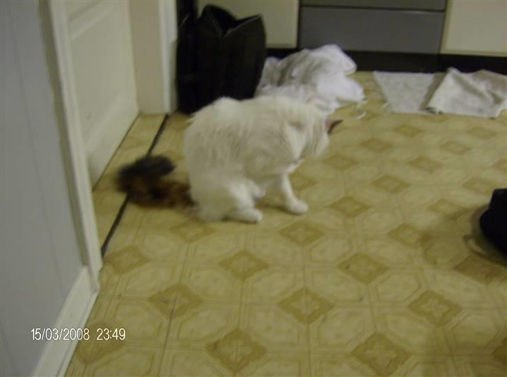 Tyrkisk Van silkyvans bahaya "aye aye - aye aye 2008 billede 13