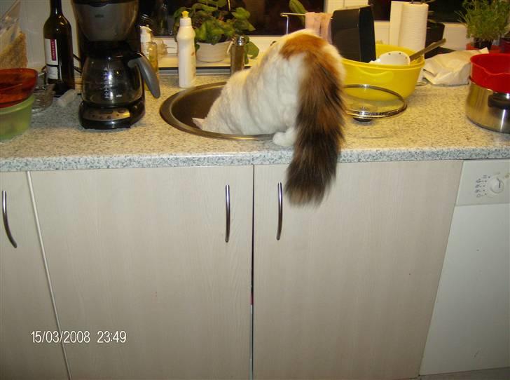 Tyrkisk Van silkyvans bahaya "aye aye - gad vide om der er tændt for vandet 2008 billede 14