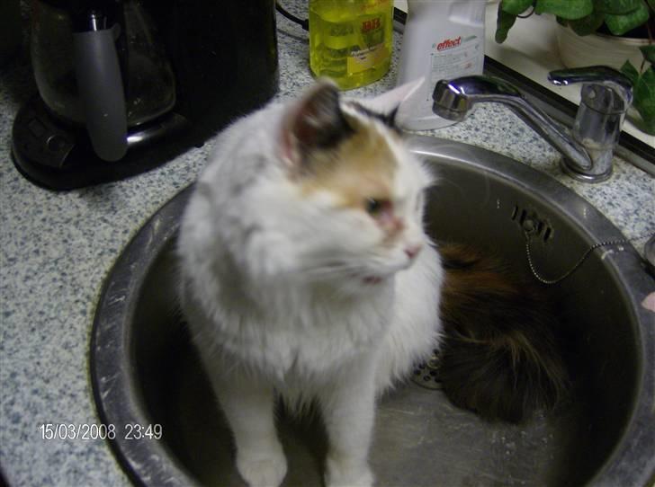 Tyrkisk Van silkyvans bahaya "aye aye - nej det var der ikke 2008 billede 15