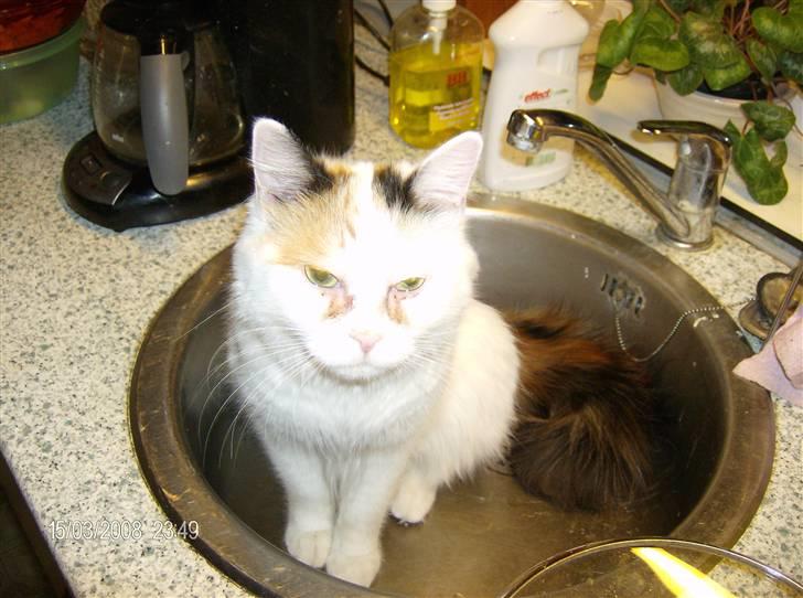 Tyrkisk Van silkyvans bahaya "aye aye - gider du at tænde for vandet? 2008 billede 16