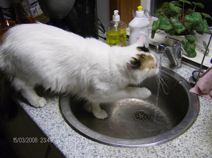 Tyrkisk Van silkyvans bahaya "aye aye - aye aye leger med vandet det syntes hun er sjovt 2008 billede 17