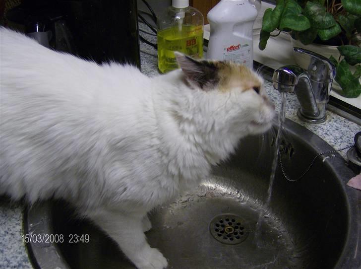 Tyrkisk Van silkyvans bahaya "aye aye - er hun ikke bare dejlig 2008 billede 18