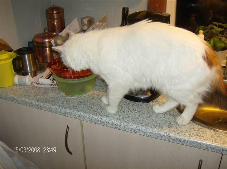 Tyrkisk Van silkyvans bahaya "aye aye - gad der er noget i den skål der er til mig 2008 billede 19