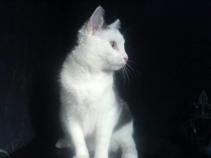 Huskat Karla  billede 7