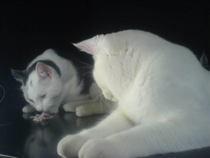 Huskat Karla  billede 8