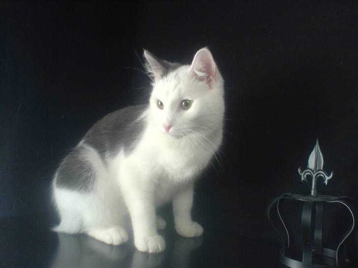 Huskat Karla  billede 9