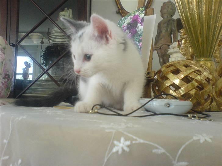 Huskat Karla  - Karla Som killing <3 billede 10