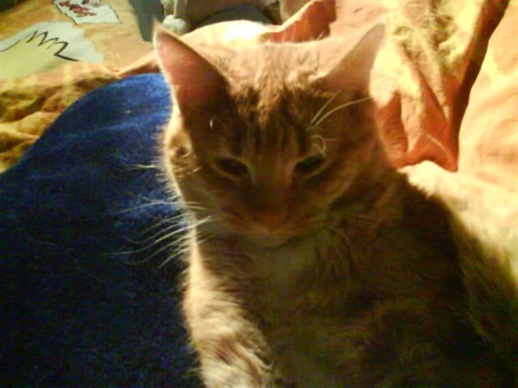 Huskat Garfield  "Savnet" billede 11