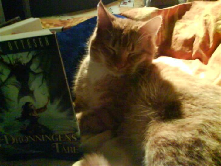 Huskat Garfield  "Savnet" billede 12