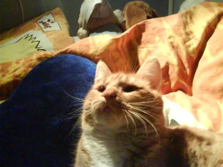 Huskat Garfield  "Savnet" billede 13