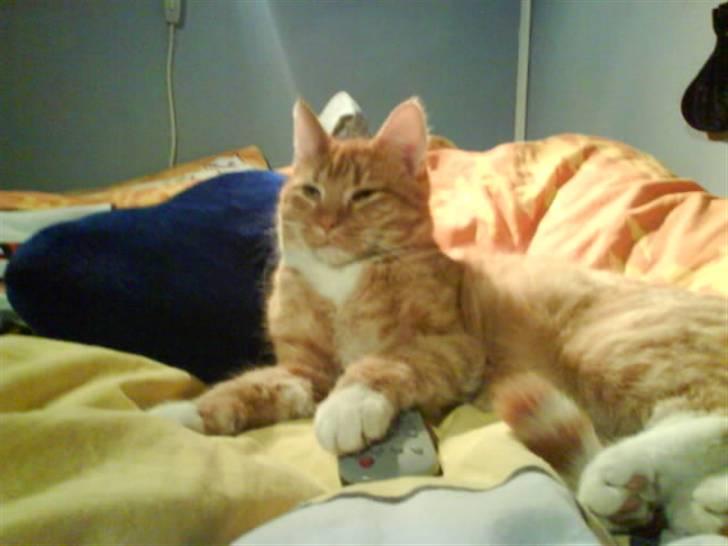 Huskat Garfield  "Savnet" billede 14