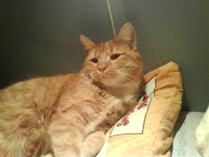 Huskat Garfield  "Savnet" billede 15