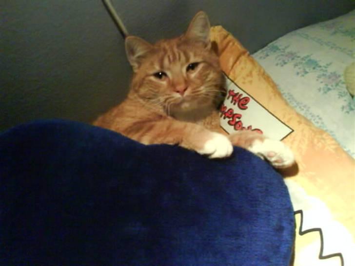 Huskat Garfield  "Savnet" billede 16