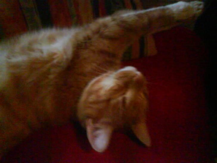 Huskat Garfield  "Savnet" billede 17