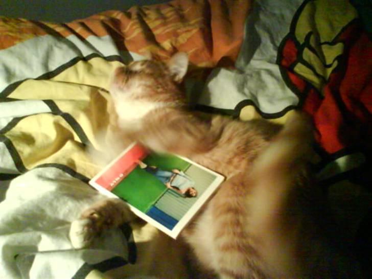 Huskat Garfield  "Savnet" billede 19