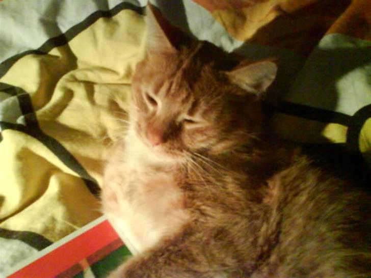 Huskat Garfield  "Savnet" billede 20