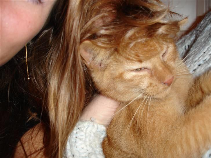 Blanding af racer Simba Den Farlige - hmm skal jeg mon være mørkere... billede 11