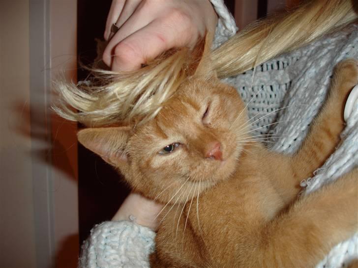 Blanding af racer Simba Den Farlige - eller lysere?? ;0D billede 12