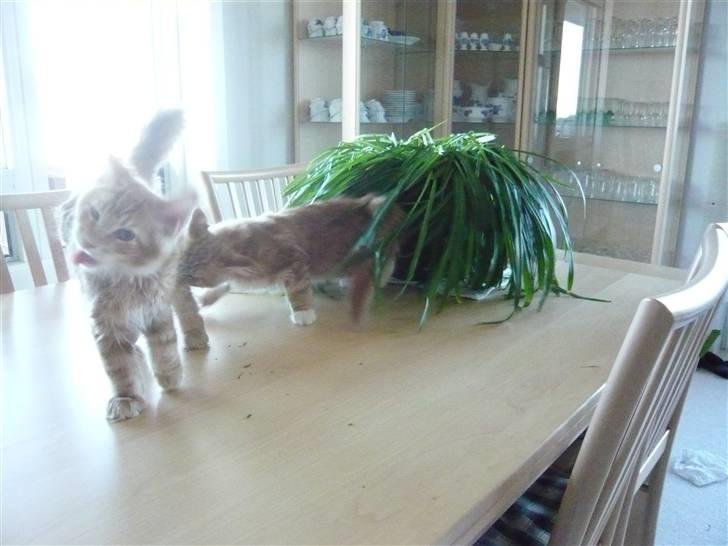 Maine Coon Ramses - Ramses lærer på den hårde måde at man aldig vender ryggen til en modstander! Sethi straffede et øjeblik uopmærksomhed ved brutalt at sætte bisserne i brormands bagben :) billede 8