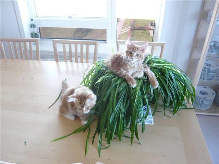 Maine Coon Ramses - Mors tidligere så flotte væddeløber er nu Ramses trone - centralt placeret midt i stuen. Undersåtterne sidder pænt for foden af tronen..... og man vil i hvert fald ikke fotograferes i tide og utide... mor - skrid så med det kamera...  billede 9