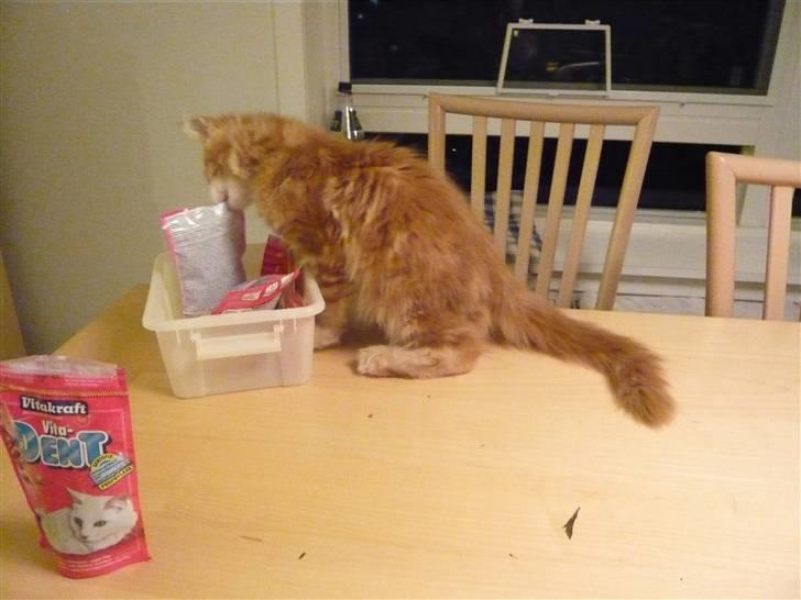 Maine Coon Ramses - HA - mor har glemt at stille godbidderne uden for rækkevidde - spisebordet er nu en "tag-selv-buffet" billede 10