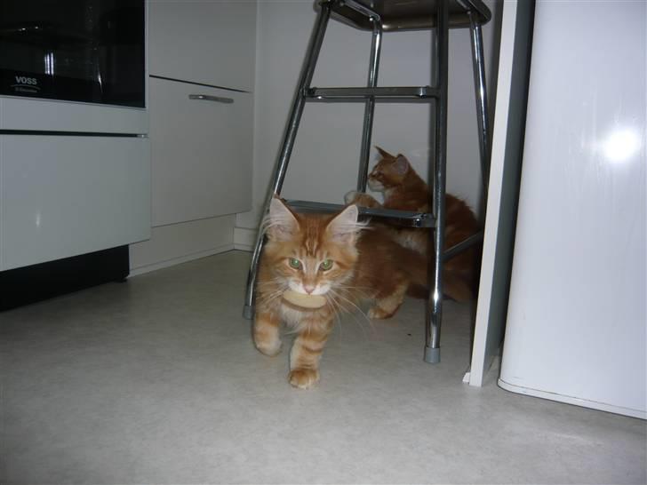 Maine Coon Ramses - Ramses har nedlagt et stykke æble - det er omhyggeligt indkredset, angrebet og nedlagt.... nu slæbes byttet i sikkerhed fra eventuelle tyvagtige brødre :) billede 11