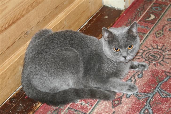 British Shorthair Moore Beauty Dee - Pyha, så kom de endelig de små billede 1