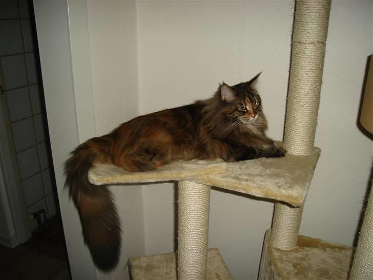 Maine Coon tulle(crane-coon) - rigtig dejligt at ligge her billede 1