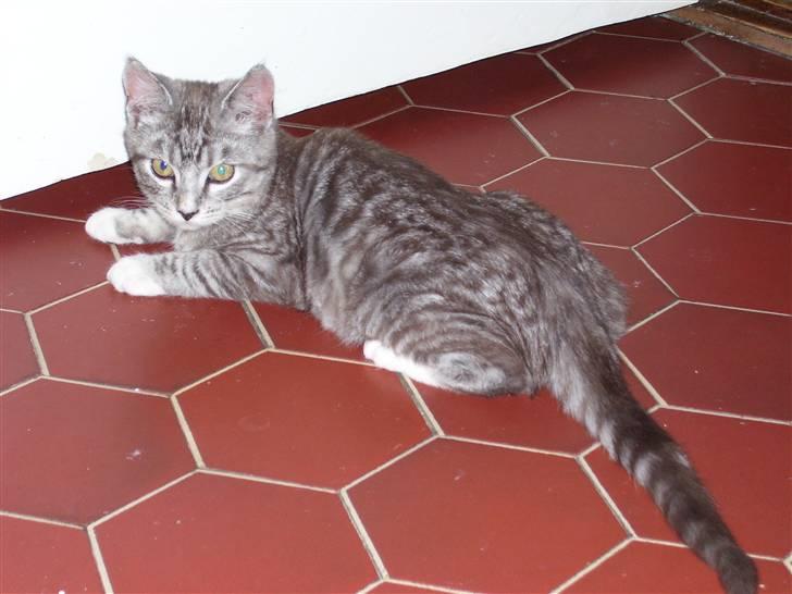 Blanding af racer Tvebakke  † d. 2/11-08 billede 8