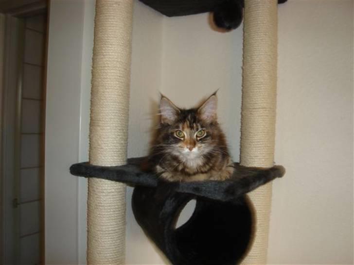 Maine Coon tulle(crane-coon) - tulle 4mdr billede 2