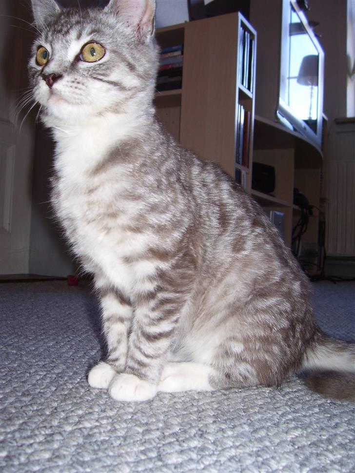 Blanding af racer Tvebakke  † d. 2/11-08 billede 9