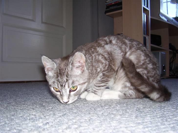 Blanding af racer Tvebakke  † d. 2/11-08 billede 10