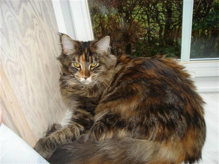 Maine Coon tulle(crane-coon) - tulle 7 mdr billede 3